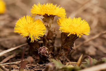 Image showing tussilago farfare