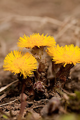 Image showing coltsfoot