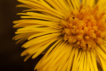 Image showing coltsfoot