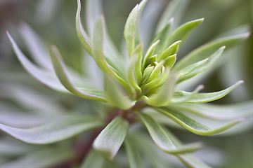 Image showing green plant
