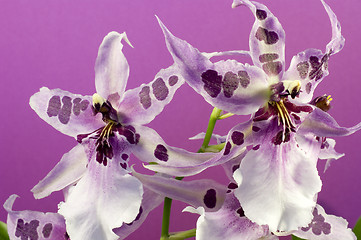 Image showing Orchid , Miltassia