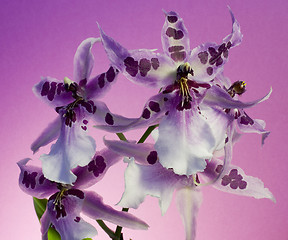 Image showing Orchid , Miltassia