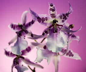 Image showing Orchid , Miltassia