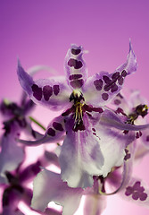 Image showing Orchid , Miltassia