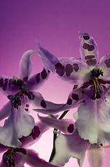 Image showing Orchid , Miltassia