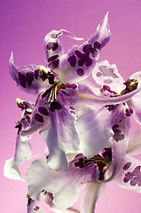 Image showing Orchid , Miltassia