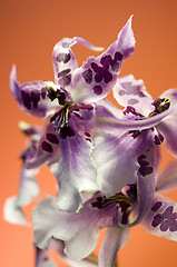 Image showing Orchid , Miltassia