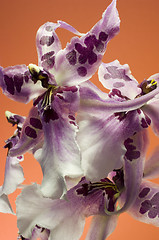 Image showing Orchid , Miltassia