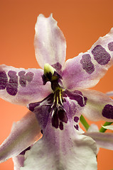 Image showing Orchid , Miltassia