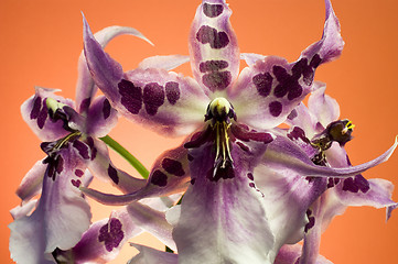 Image showing Orchid , Miltassia