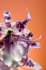 Image showing Orchid , Miltassia