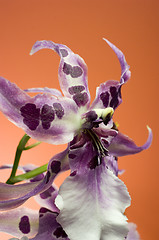 Image showing Orchid , Miltassia