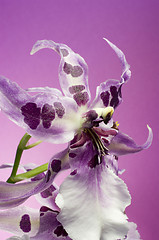 Image showing Orchid , Miltassia