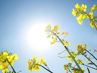 Image showing Canola field