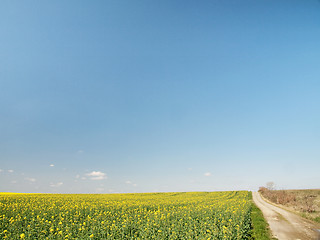 Image showing Rapeseed field at spring