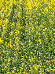 Image showing Rapeseed field background