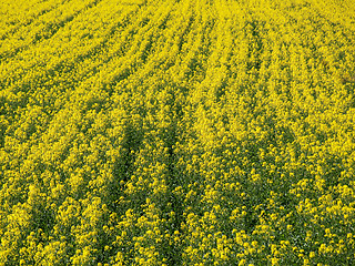 Image showing Rapeseed field background