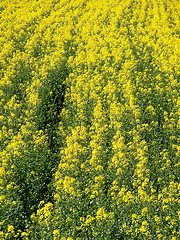 Image showing Rapeseed field background