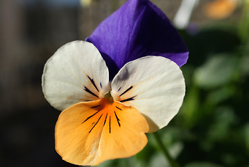 Image showing Pansy Viola Tricolor