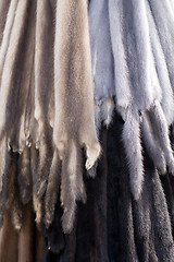 Image showing Animal furskin