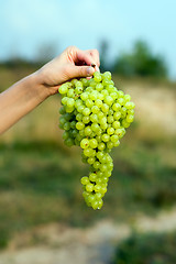 Image showing Grape in hand
