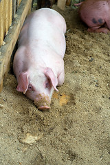 Image showing Pig in frame