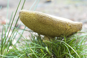 Image showing Forest Mushroom