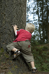Image showing Little boy behind a tree