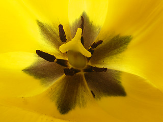 Image showing tulip