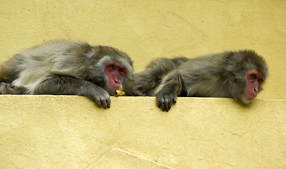 Image showing two monkeys-2