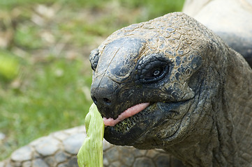 Image showing eating giant tortois