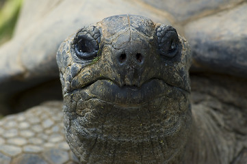 Image showing giant tortois