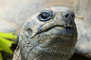 Image showing cocky giant tortois