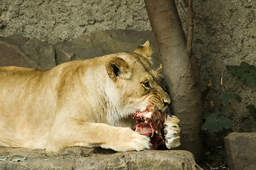 Image showing Eating Lioness