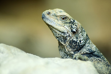 Image showing Closeup of Lizard
