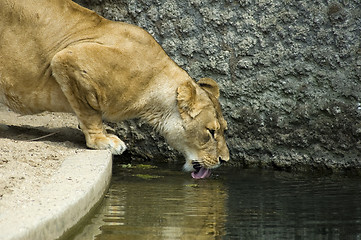 Image showing Drinking Lioness