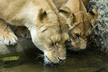 Image showing two drinking lionesses