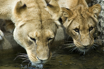 Image showing Two drinking Lionesses -2