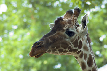 Image showing Curious Giraffe