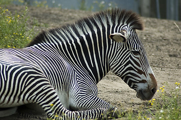Image showing Relaxing Zebra