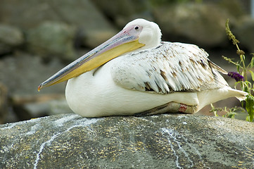 Image showing resting pelican