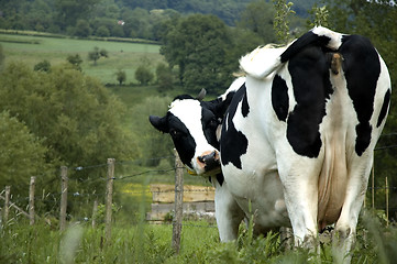 Image showing Cow in the Dutch mountains