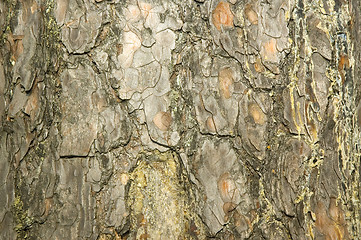 Image showing Tree Texture