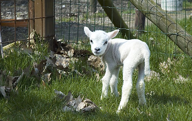 Image showing One day old baby lamb in the sun.