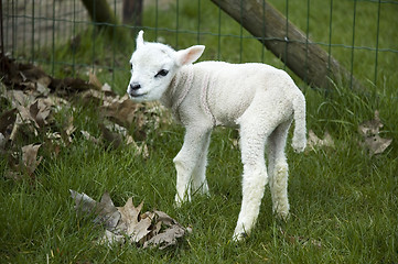 Image showing A baby lamb trying to walk