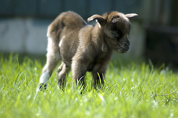 Image showing Baby goat enjoying the sun