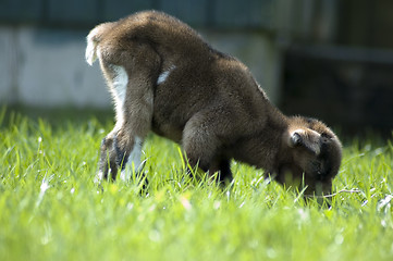 Image showing Baby goat having a snack