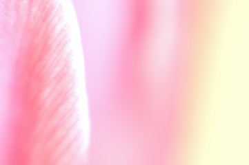 Image showing Pink dream