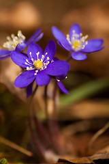 Image showing hepatica