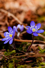 Image showing blue anemone